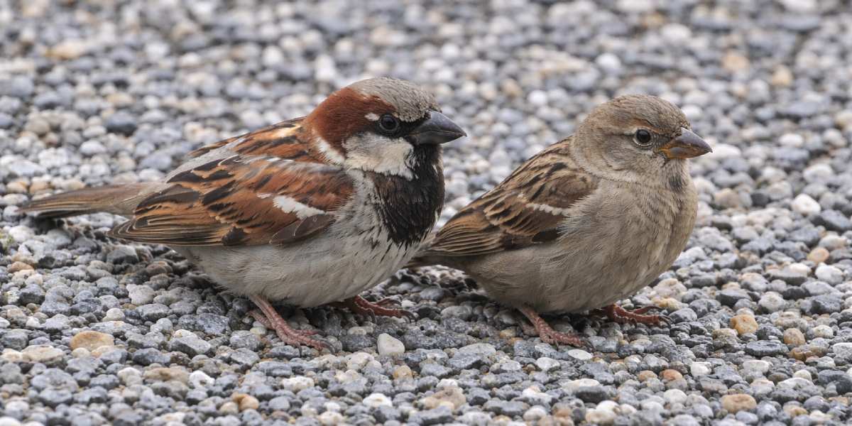 twee mussen die op grind zitten