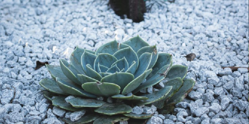 Licht grind in een tuin gecombineerd met een groene vetplant.